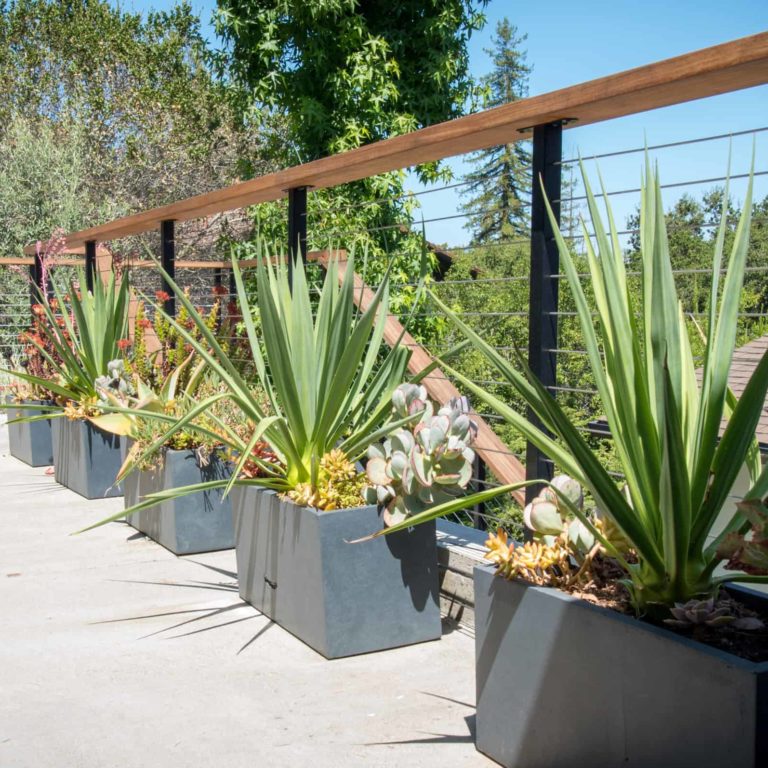 drought tolerant landscaping bay area oakland
