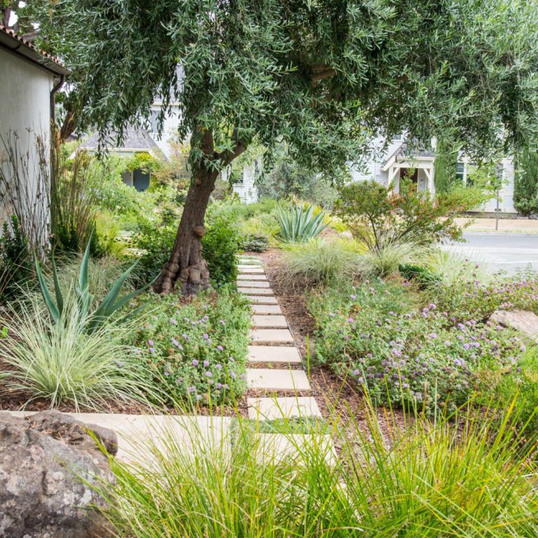 drought resistant landscaping bay area