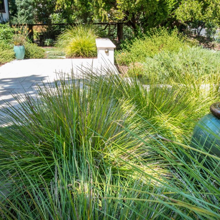 drought resistant landscaping bay area