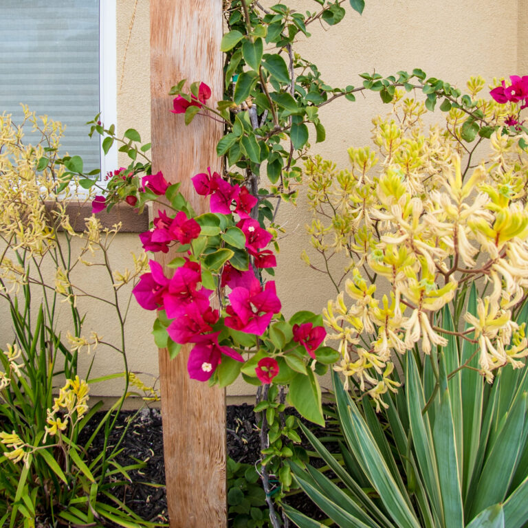 landscape design build company orinda moraga