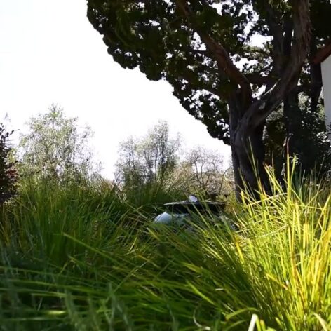 East Bay Area Lawn and Garden Maintenance Services san ramon danville
